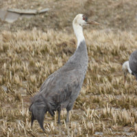 Hooded Crane